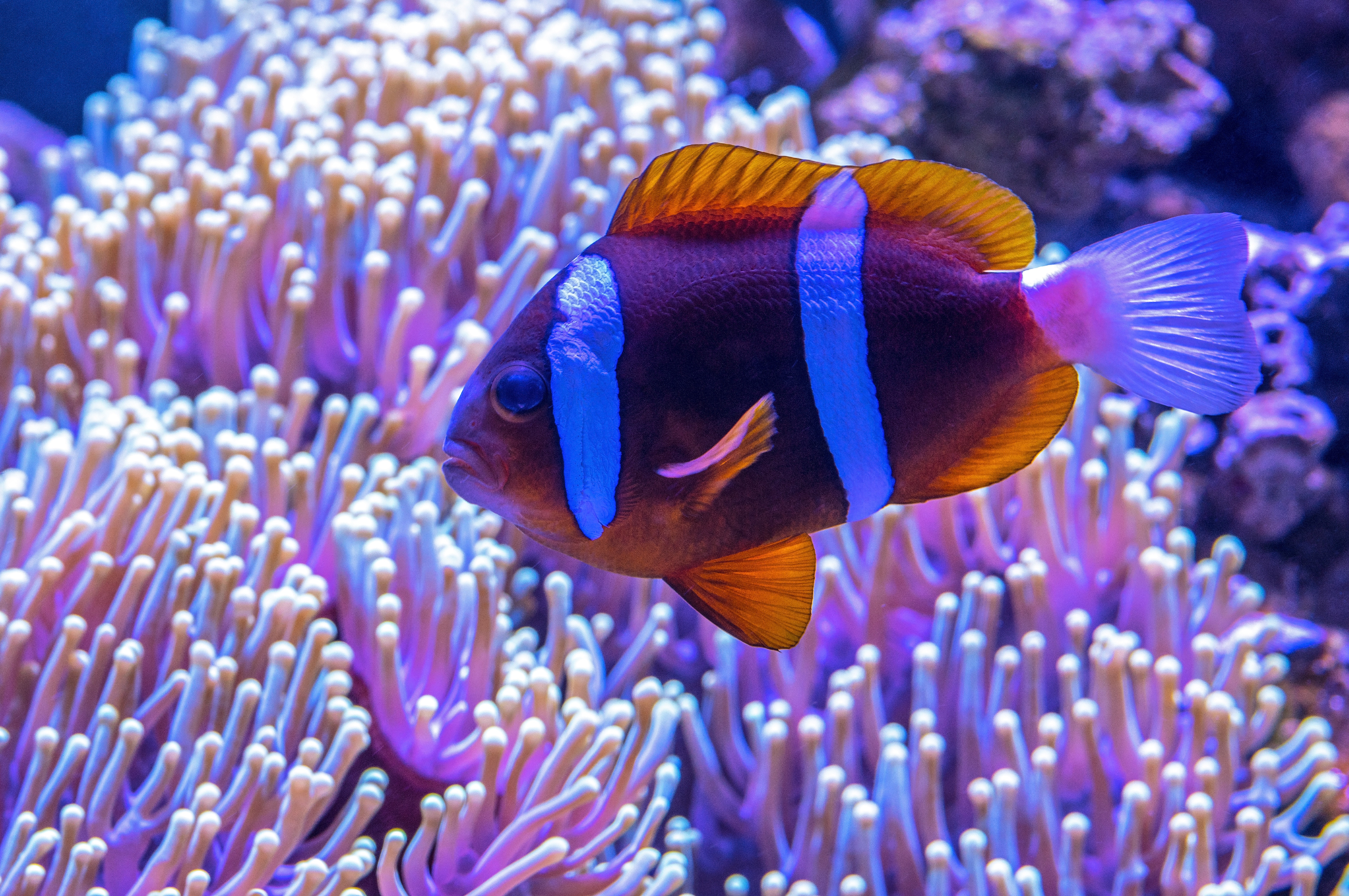 welcome shedd aquarium schultz
