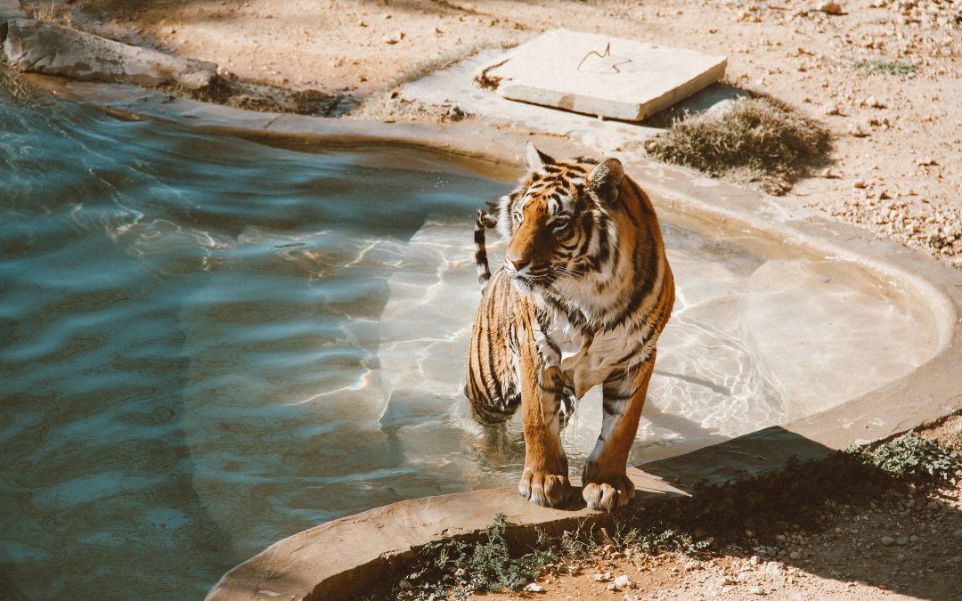 Lessons from a Young Professional attending the Association of Zoos & Aquariums’ Annual Conference