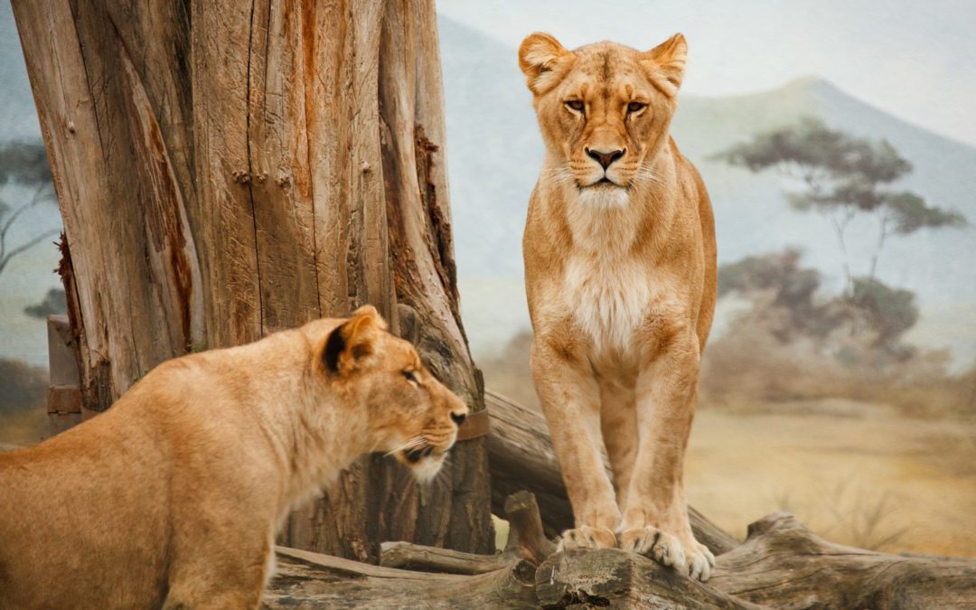 Association Of Zoos & Aquariums Mid-Year Conference Takeaways