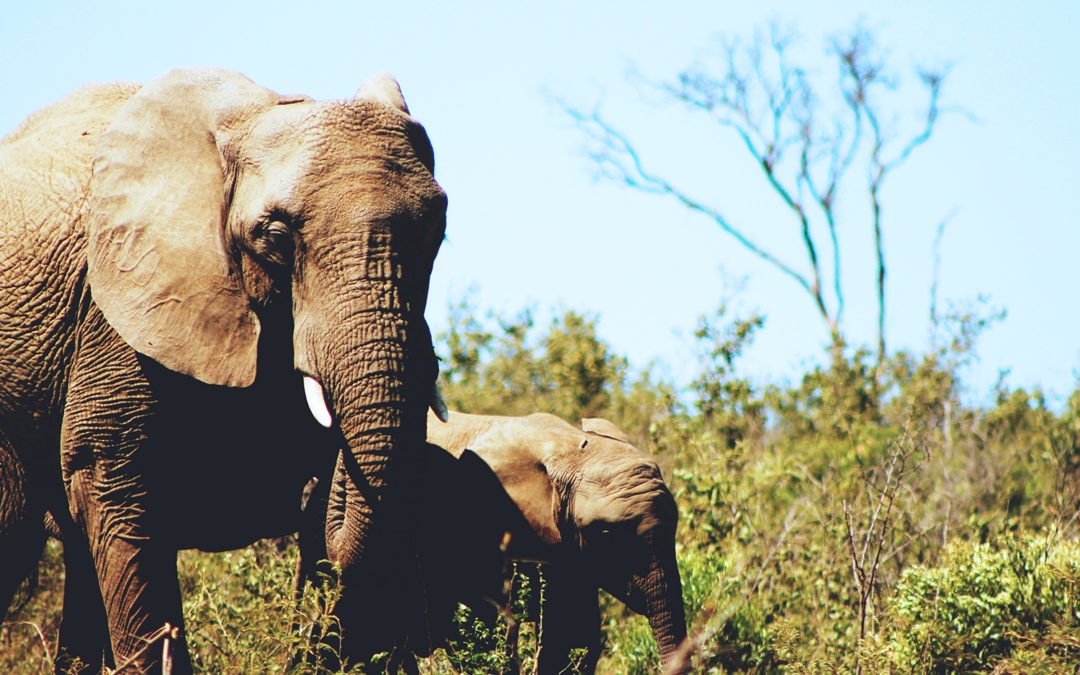Thankful for Safe Havens for Elephants