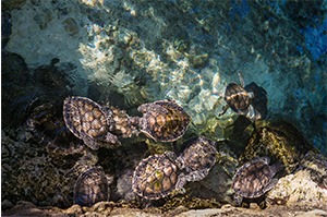 Turtle Survival Alliance is seeking a new Executive Director.