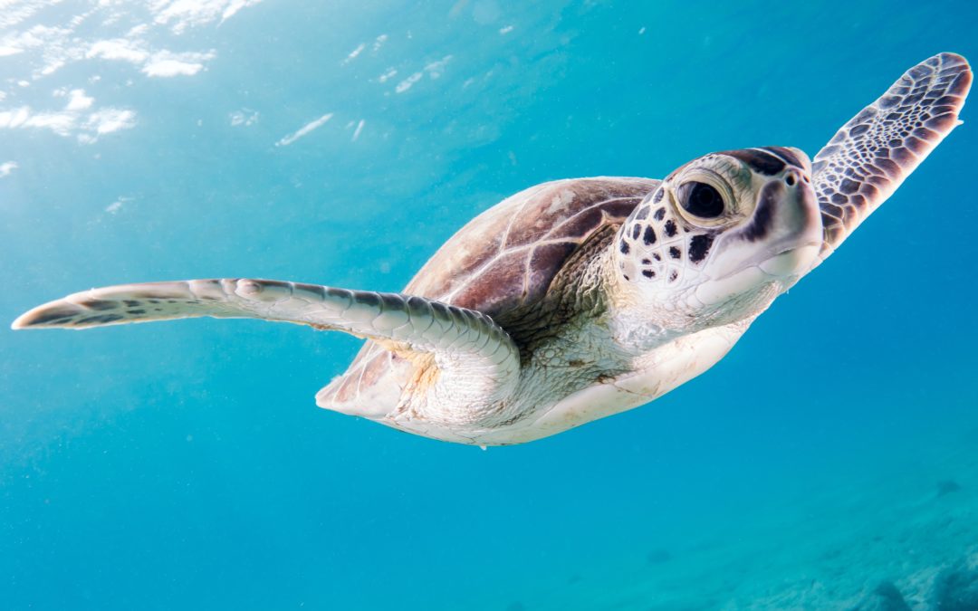 Turtle Survival Alliance