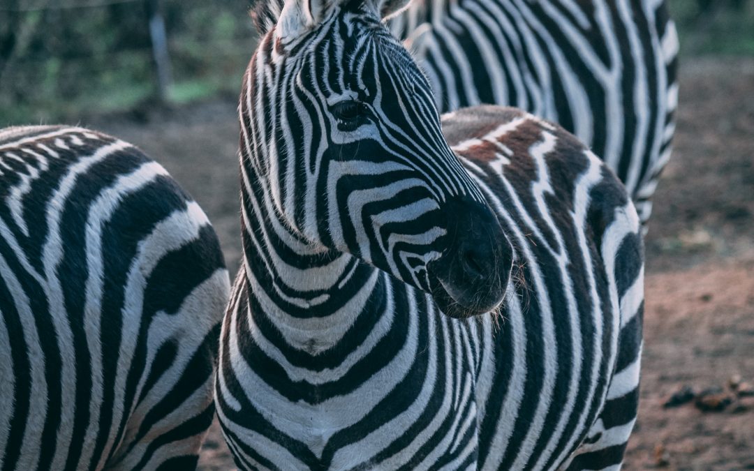 Keeping Your Eyes on the Prize: Getting the Most from Your Strategic Plan